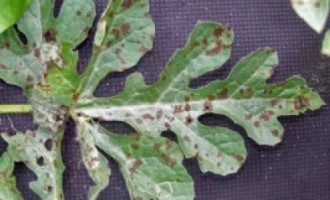 西瓜常見病“炭疽病”防治方法