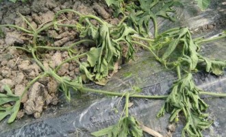 西瓜枯萎病如何防治？