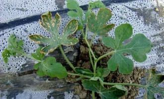 如何區(qū)分西瓜葉片是高溫燙傷還是病害？