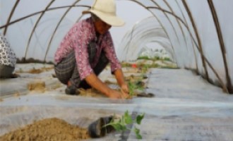 西瓜苗移植什么時候澆定根水？